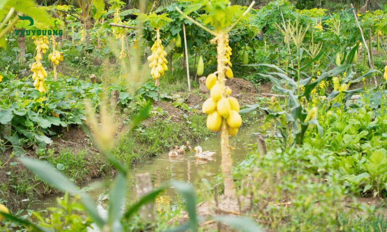 Garden