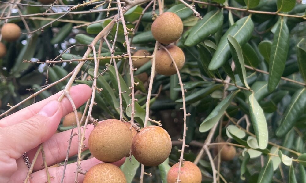 nhãn xuồng vàng